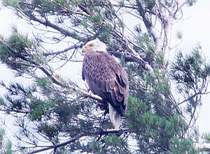 adirondack bald eagle siteing